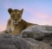 ASPIRE Pick of the Week: An African Safari With NatGeo Photographers