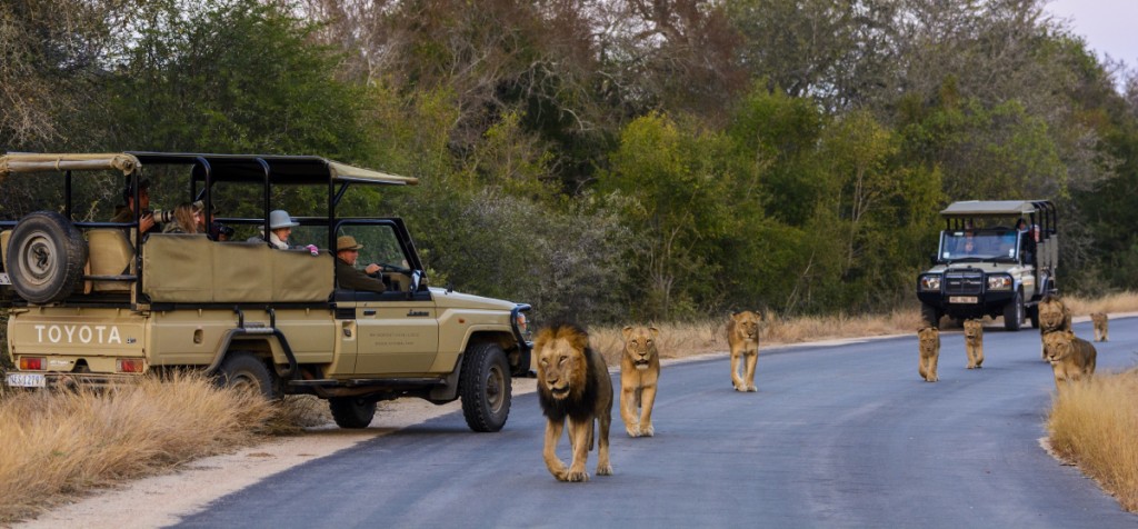 Safari sighting at Kruger National Park