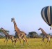 ROAR AFRICA wants you to enjoy the Greatest Safari on Earth in partnership with Emirates